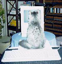 Fluffy sitting in front of Macintosh